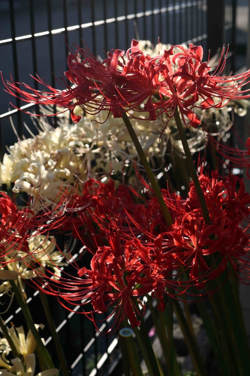 f:id:nagee4678:20201214180927j:plain