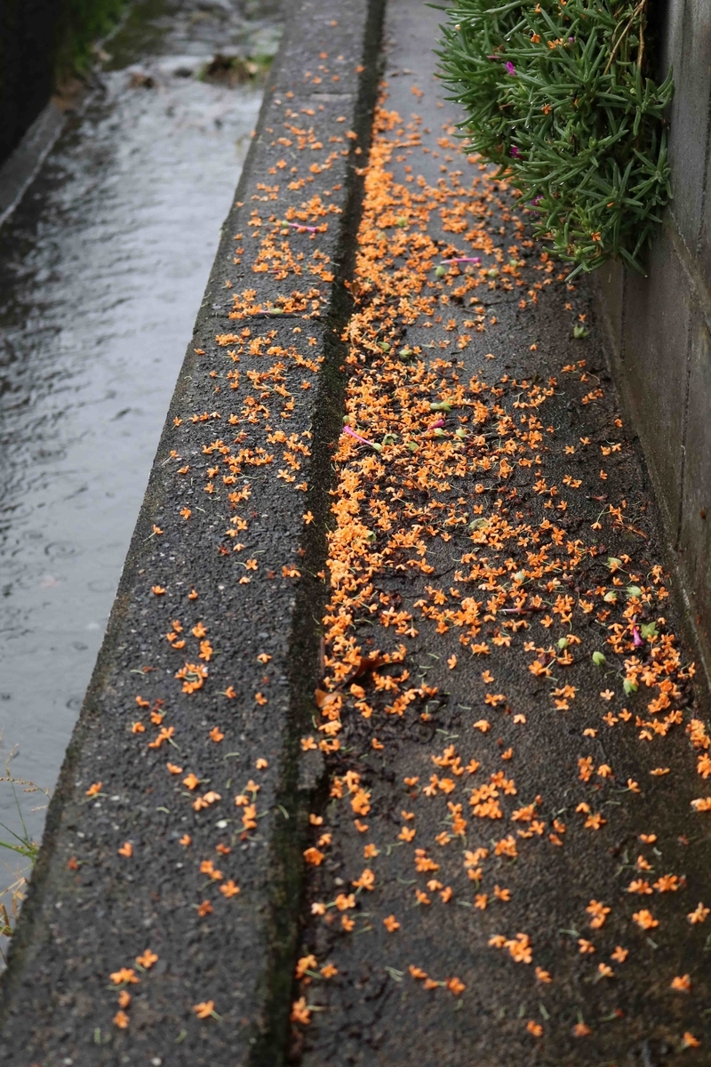 f:id:nagee4678:20201214194355j:plain