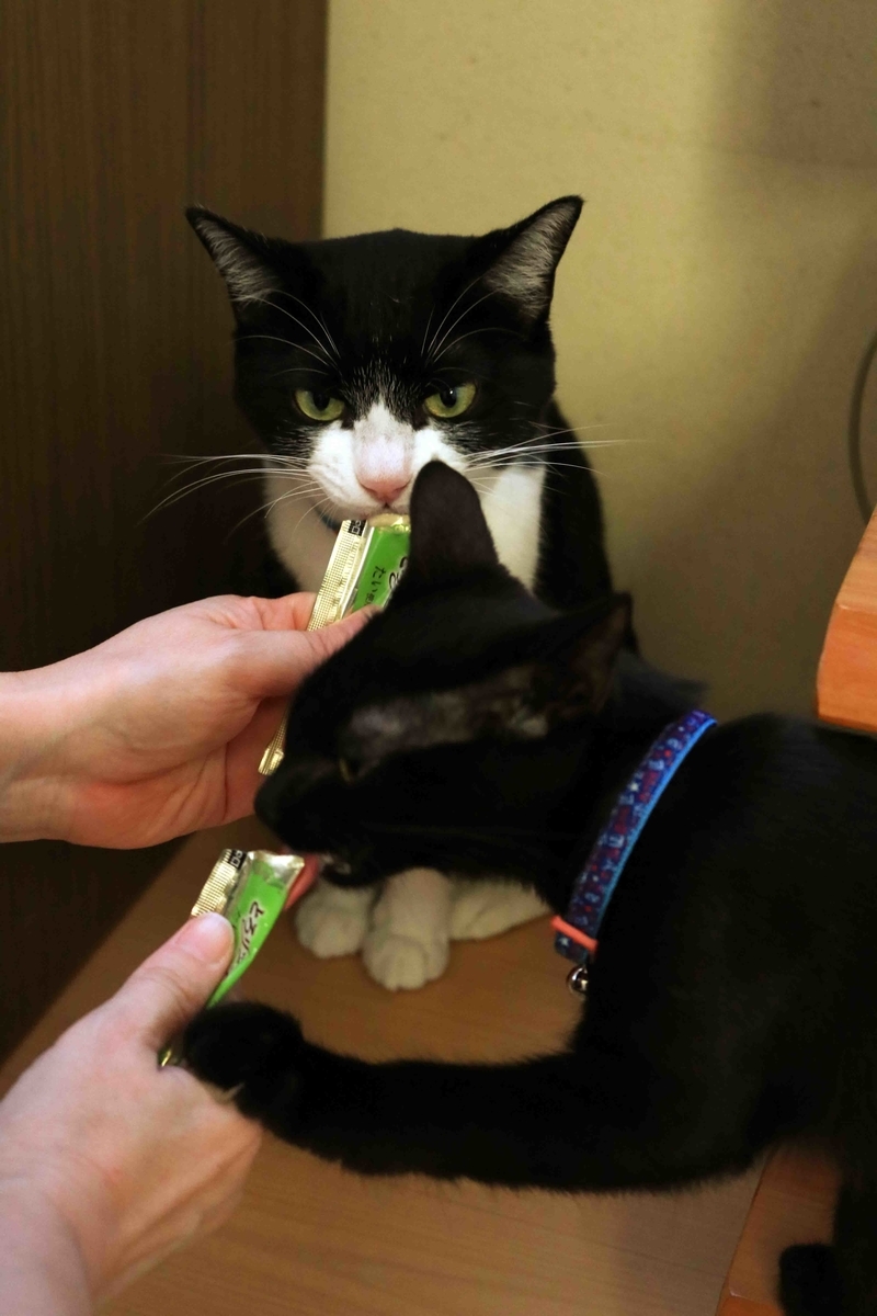 f:id:nagee4678:20201214194746j:plain