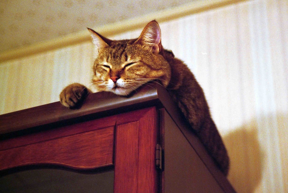 f:id:nagee4678:20210302202754j:plain