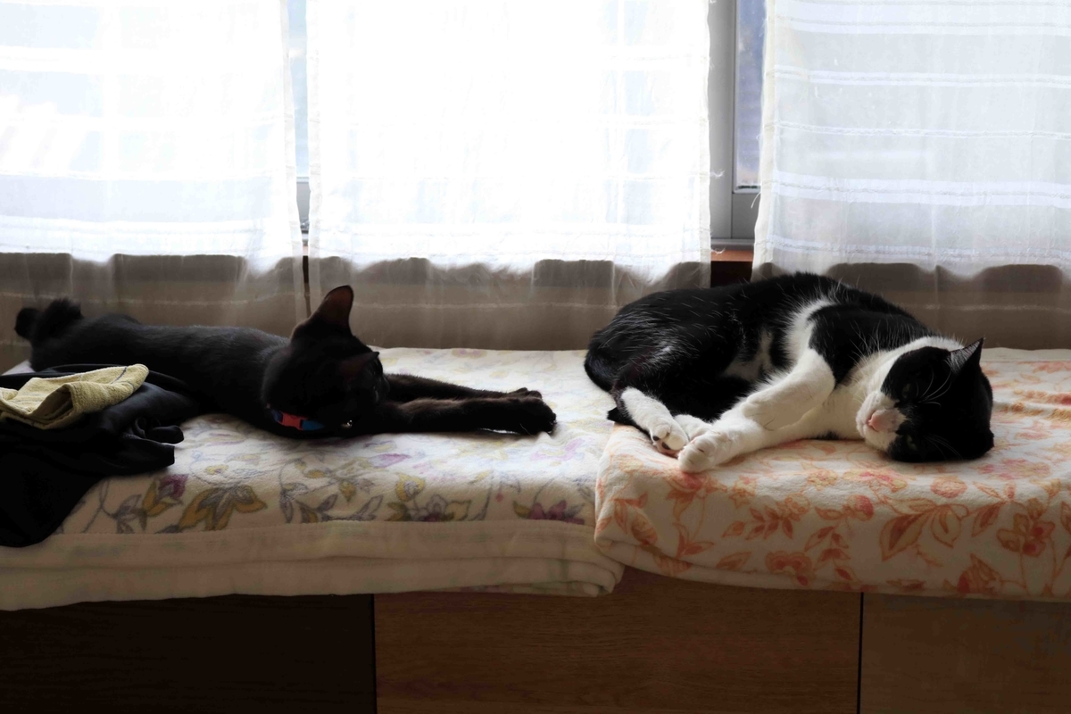 f:id:nagee4678:20210320162511j:plain