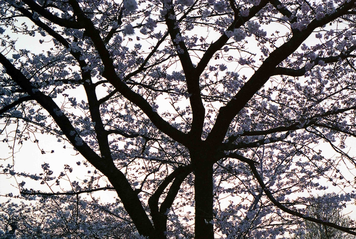 f:id:nagee4678:20210429181335j:plain