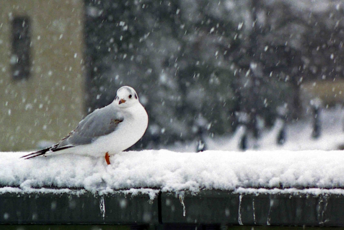 f:id:nagee4678:20210520173555j:plain