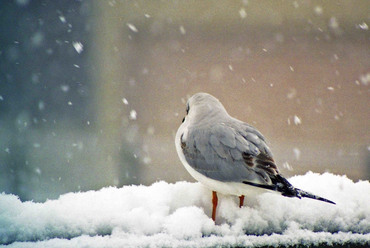 f:id:nagee4678:20210520173612j:plain