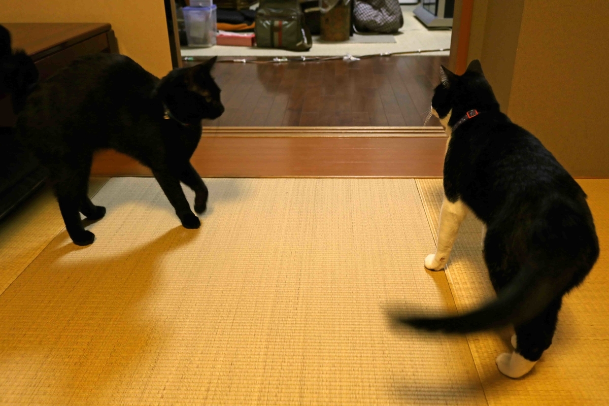 f:id:nagee4678:20210523194120j:plain