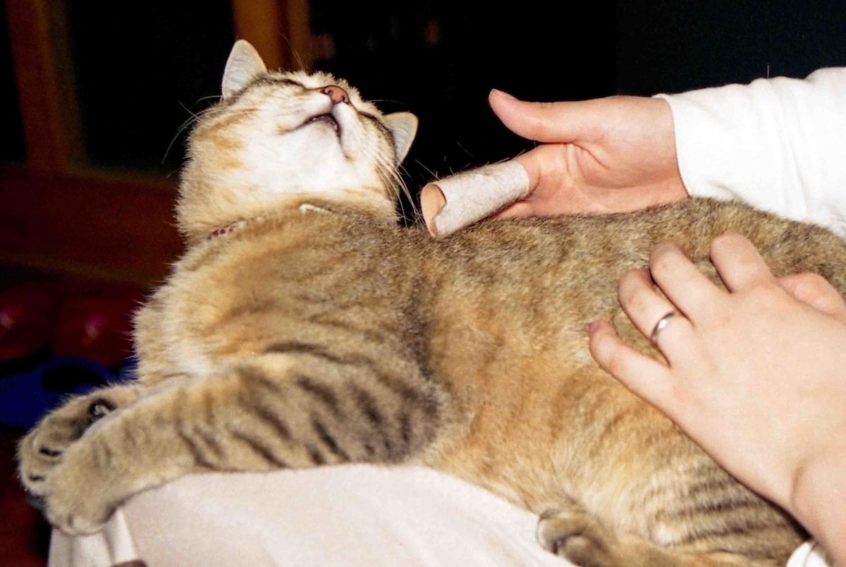 f:id:nagee4678:20210523194321j:plain