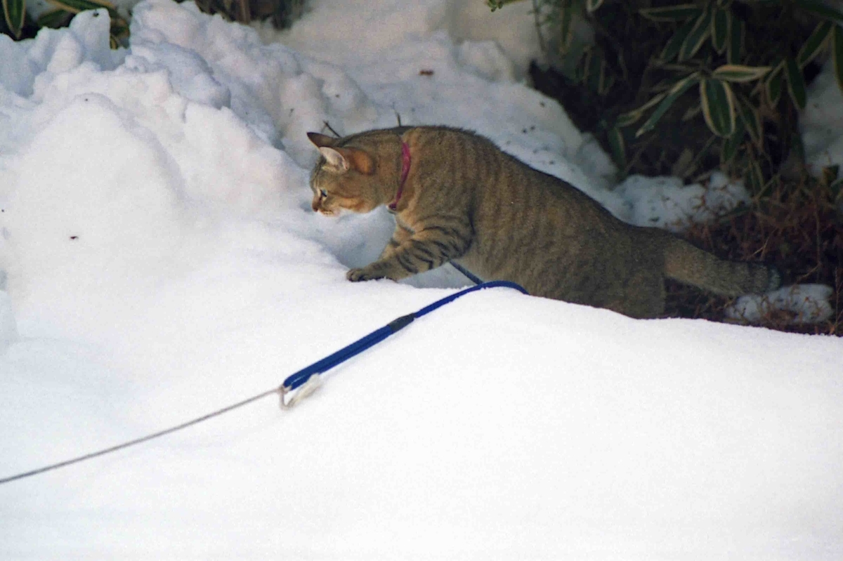 f:id:nagee4678:20210710204248j:plain