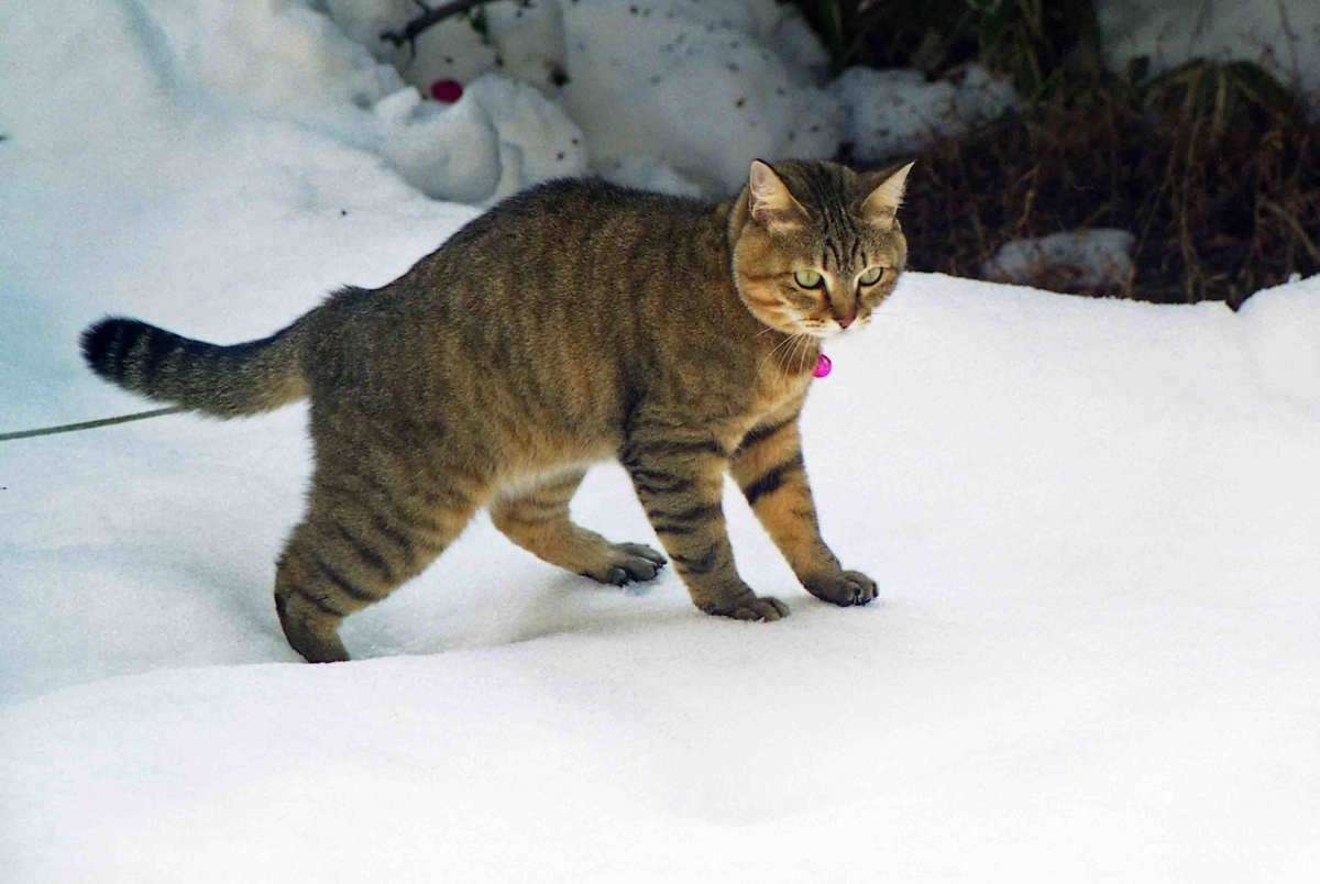 f:id:nagee4678:20210710204306j:plain