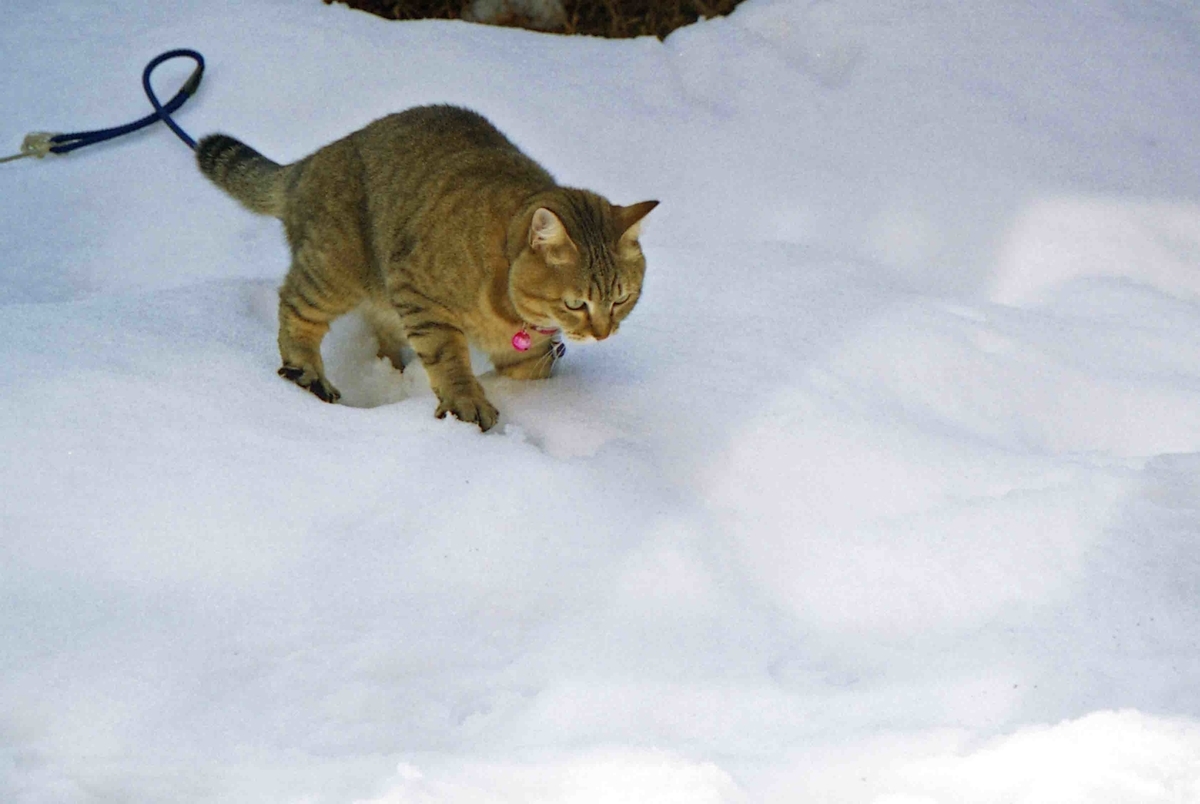 f:id:nagee4678:20210710204322j:plain