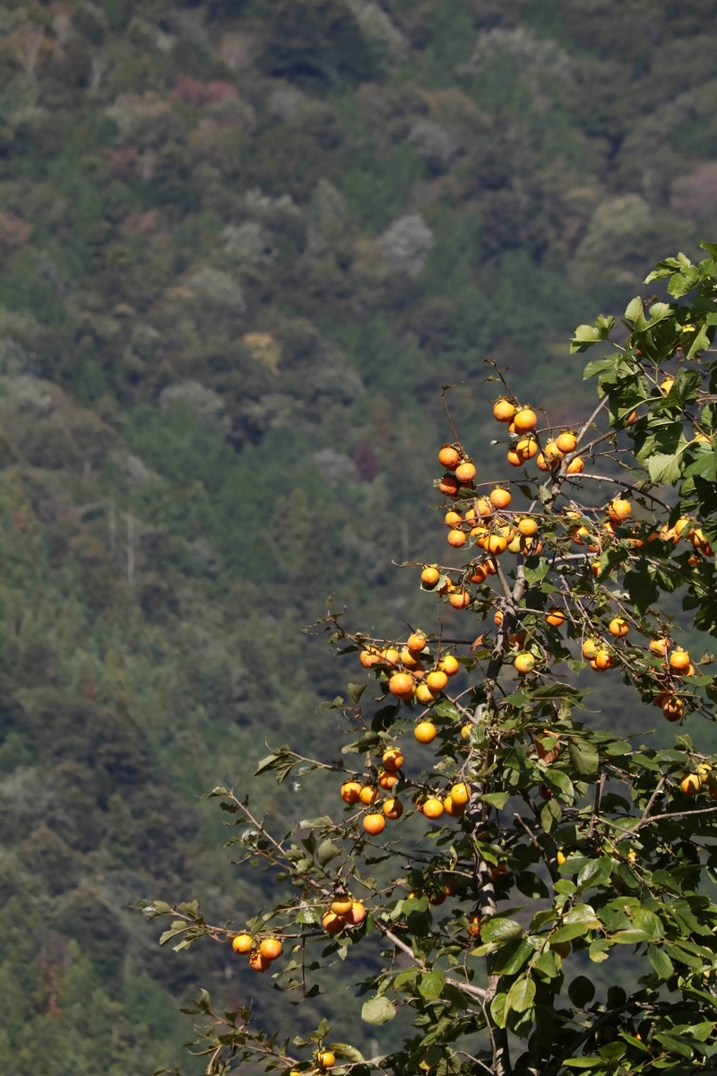 f:id:nagee4678:20211206190231j:plain