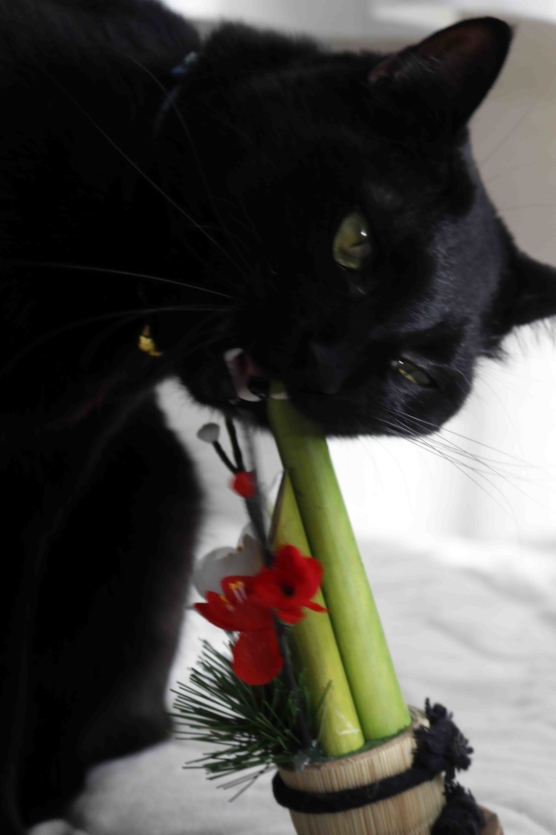 f:id:nagee4678:20220104153358j:plain