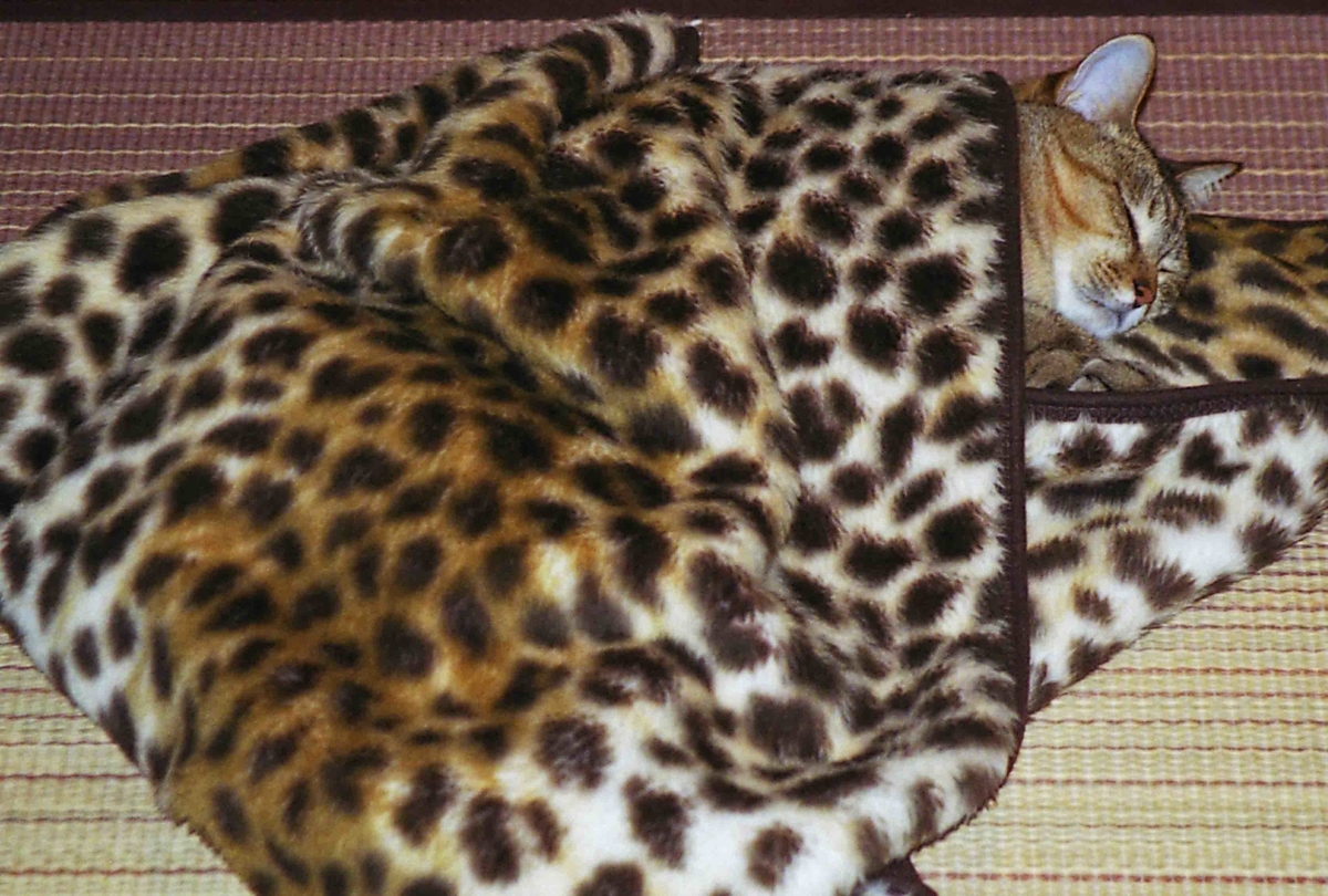 f:id:nagee4678:20220115133049j:plain