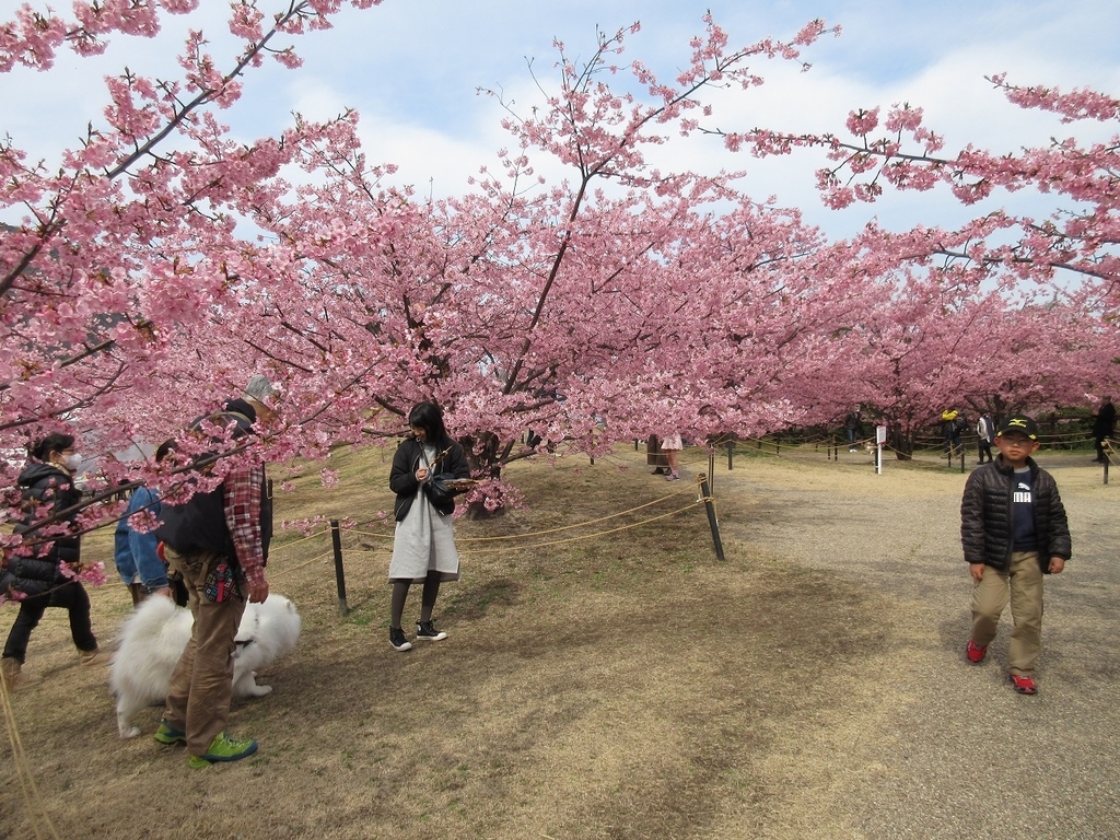 f:id:nagisa777aoi:20190225105541j:plain