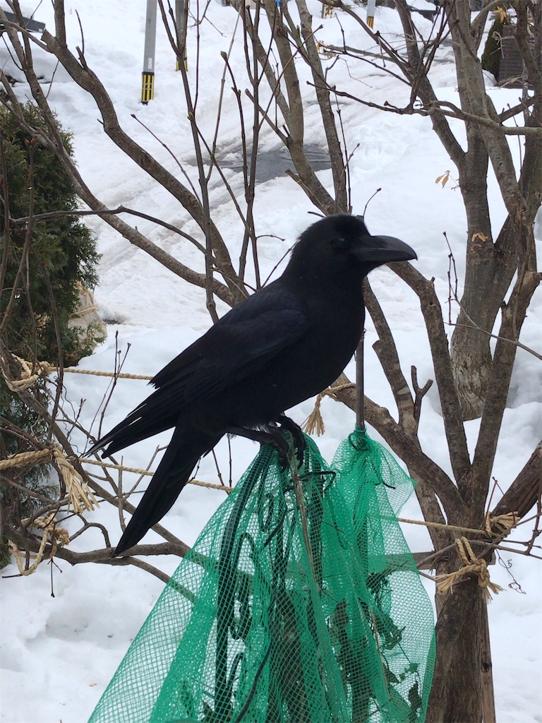 f:id:nagisaseer:20200314204850j:image