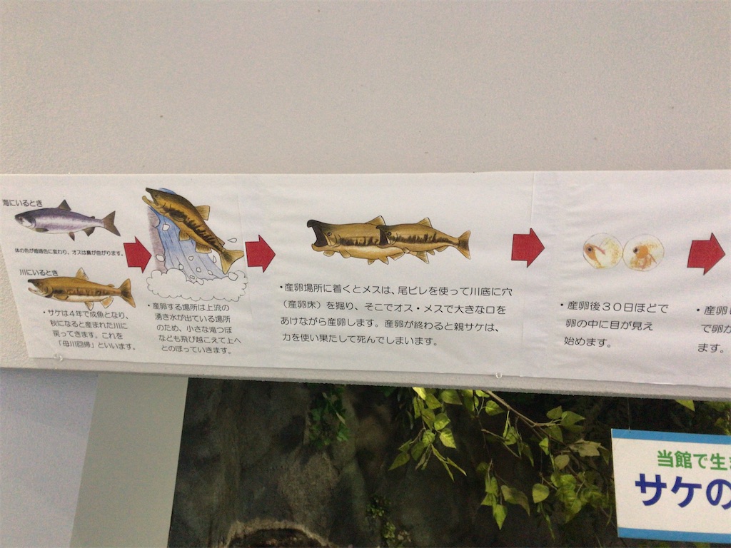 f:id:nagisaseer:20210901210252j:image