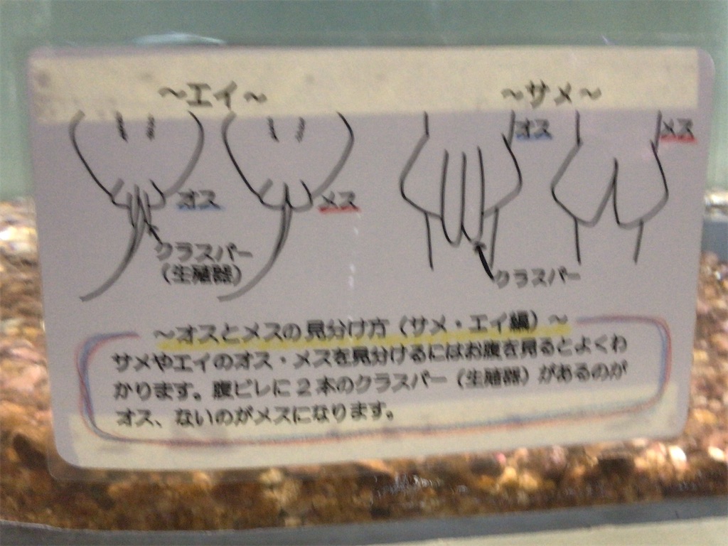 f:id:nagisaseer:20210901210450j:image