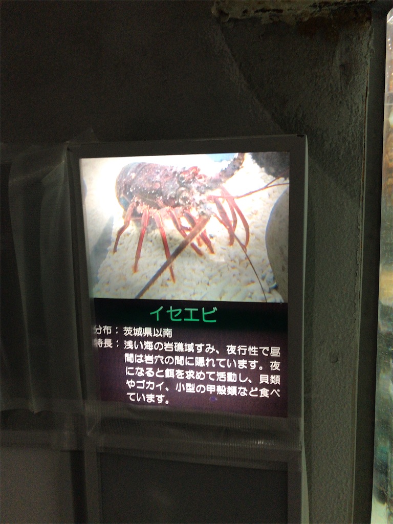 f:id:nagisaseer:20210901210512j:image