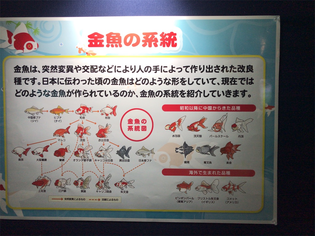 f:id:nagisaseer:20210901210523j:image