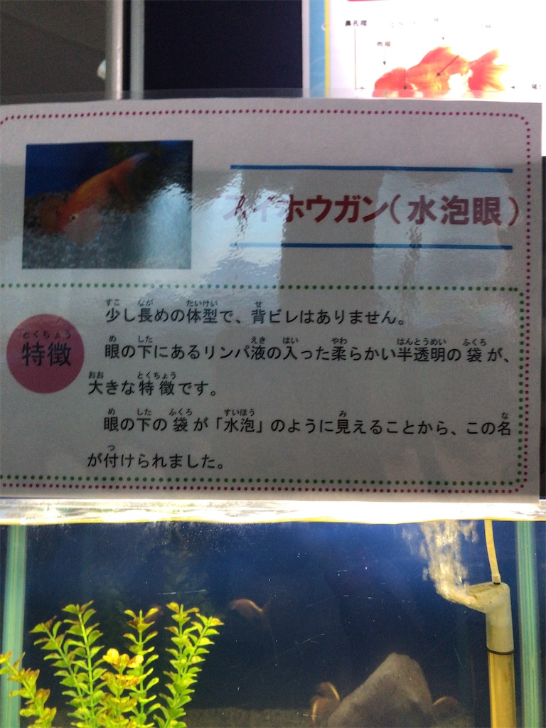 f:id:nagisaseer:20210901210654j:image