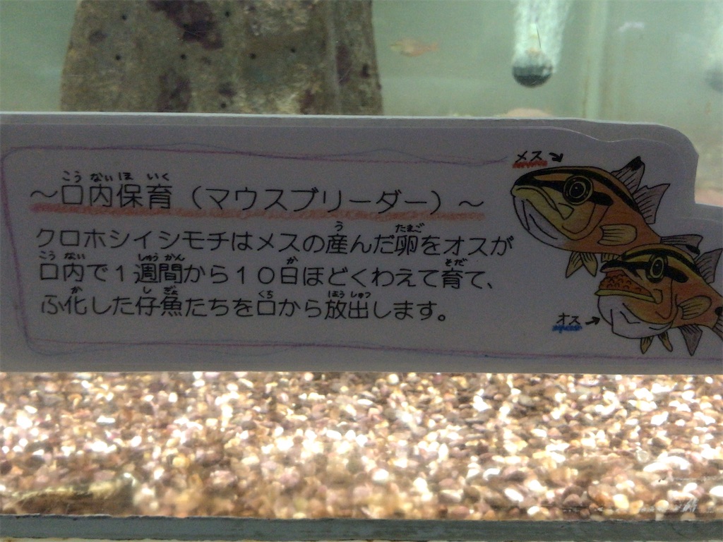f:id:nagisaseer:20210901210659j:image