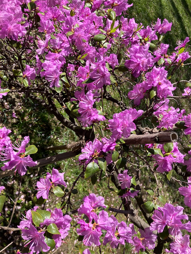 f:id:nagisaseer:20240429140414j:image