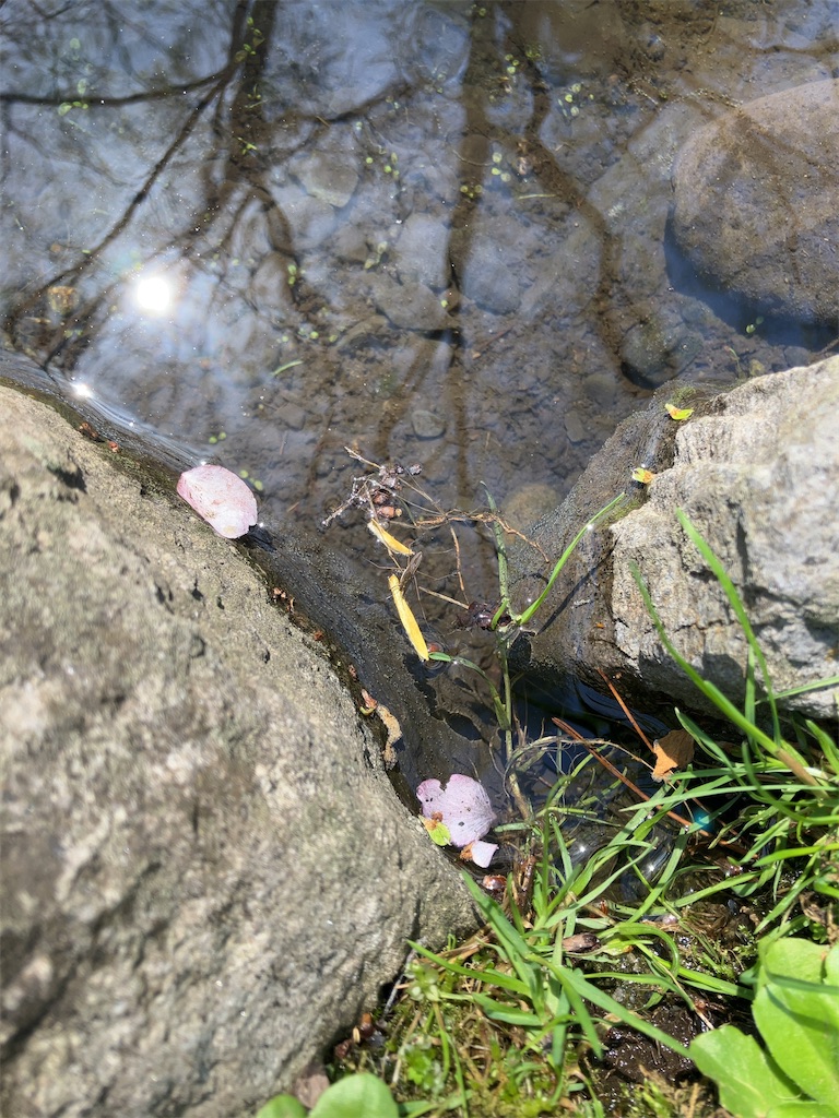 f:id:nagisaseer:20240429140427j:image