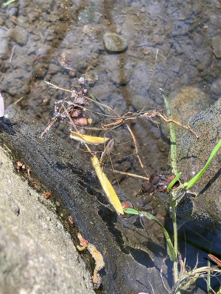 f:id:nagisaseer:20240429140520j:image