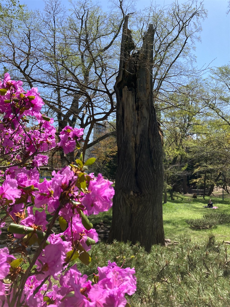 f:id:nagisaseer:20240429140529j:image