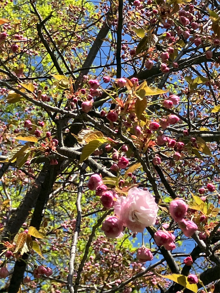 f:id:nagisaseer:20240429140535j:image