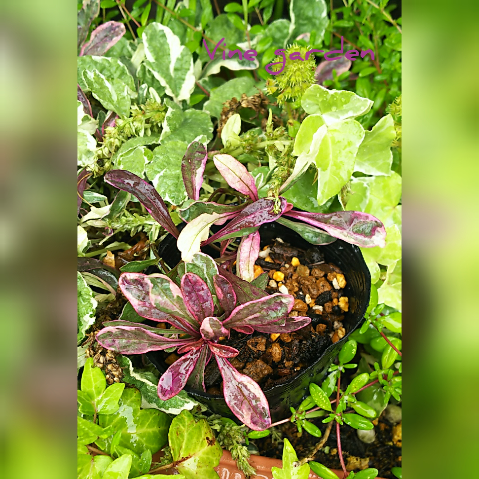 f:id:nagna:20201126083037j:plain