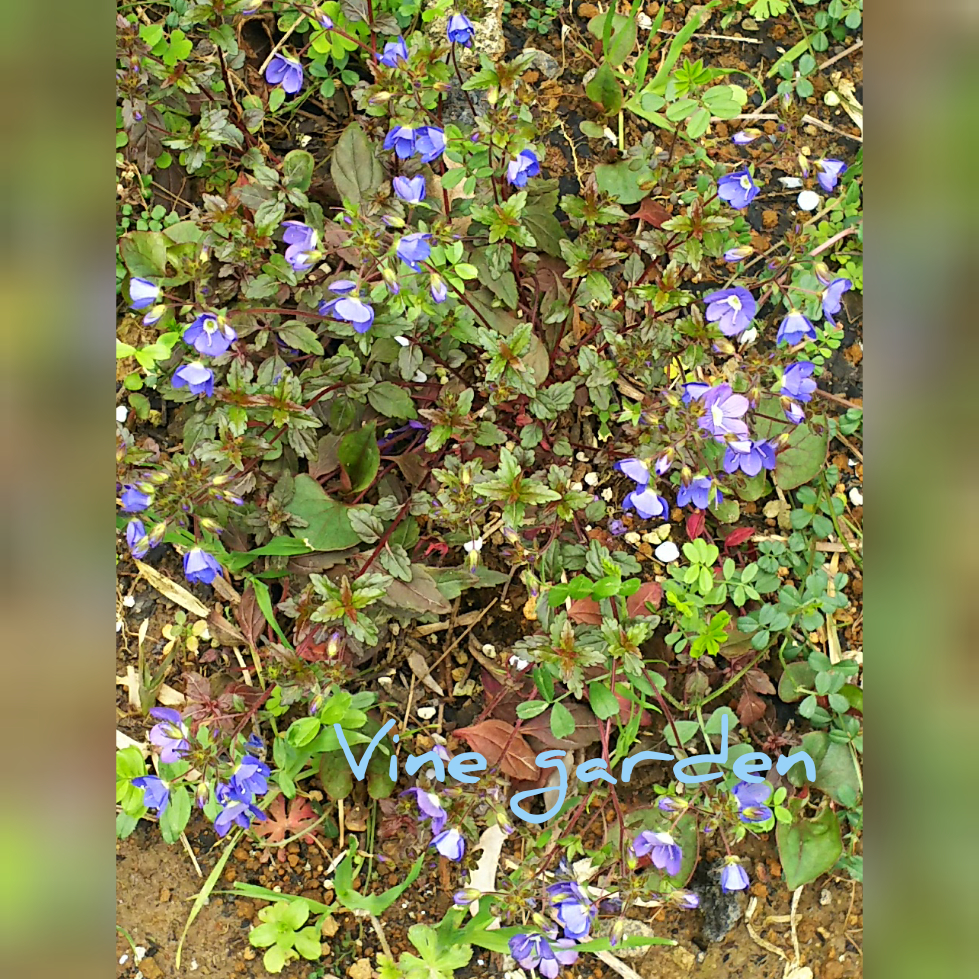 f:id:nagna:20201127010206j:plain