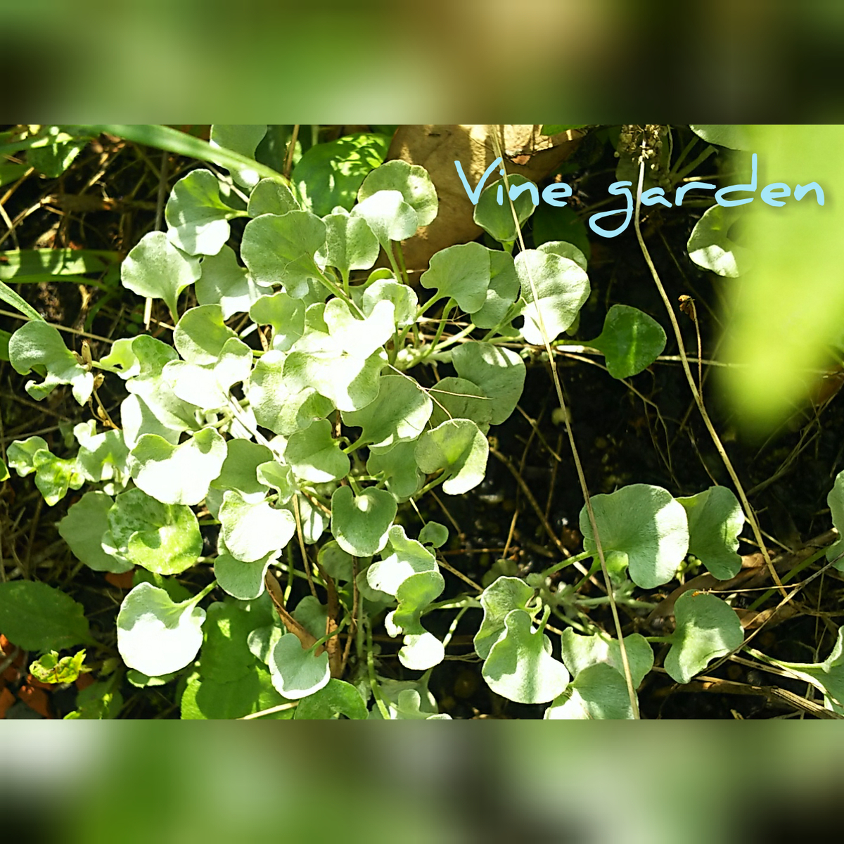 f:id:nagna:20201127010418j:plain