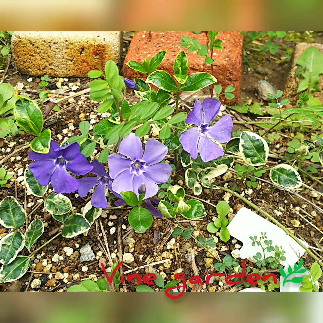 f:id:nagna:20201127011855j:plain