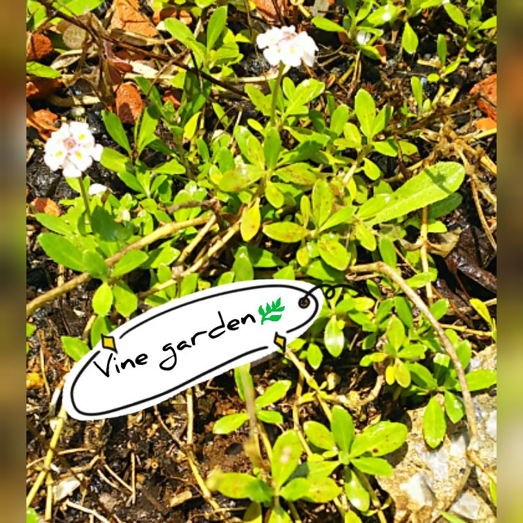 f:id:nagna:20201127014207j:plain