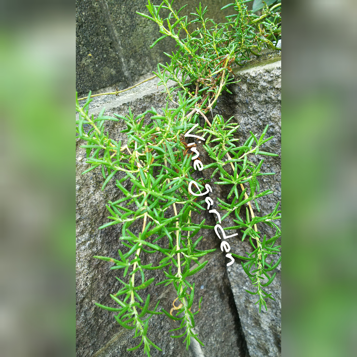 f:id:nagna:20201127014409j:plain