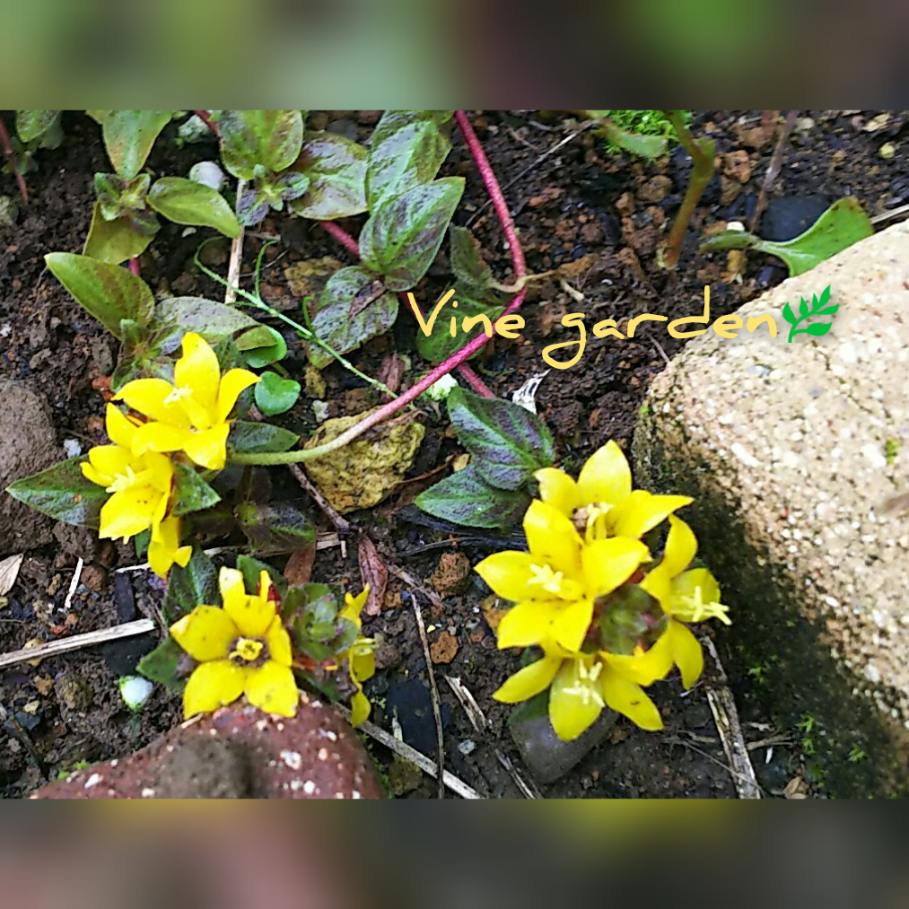 f:id:nagna:20201127020503j:plain