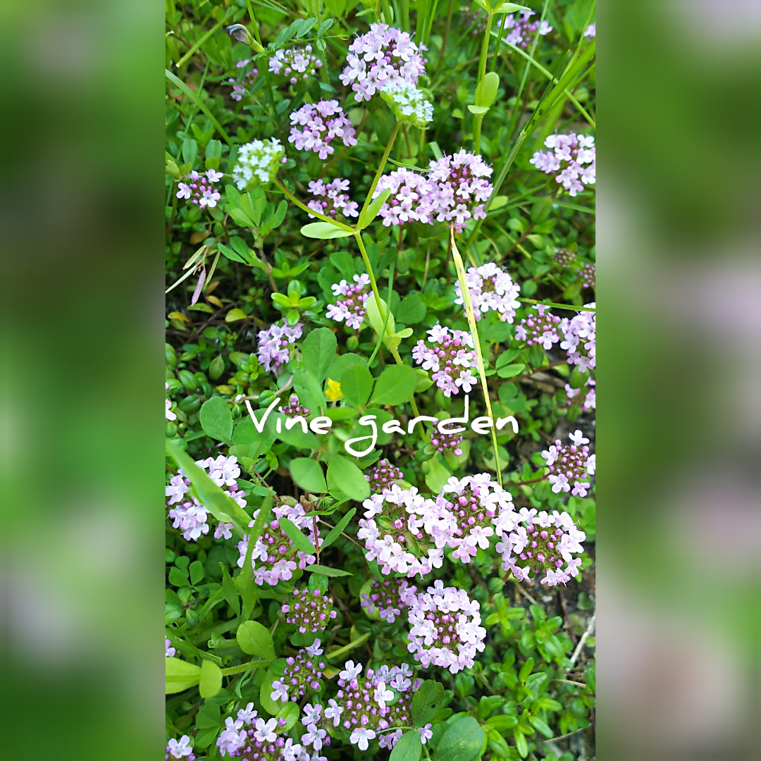 f:id:nagna:20201127020656j:plain