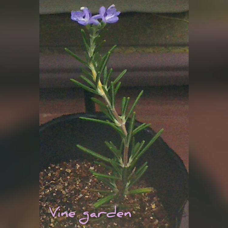 f:id:nagna:20201129224704j:plain