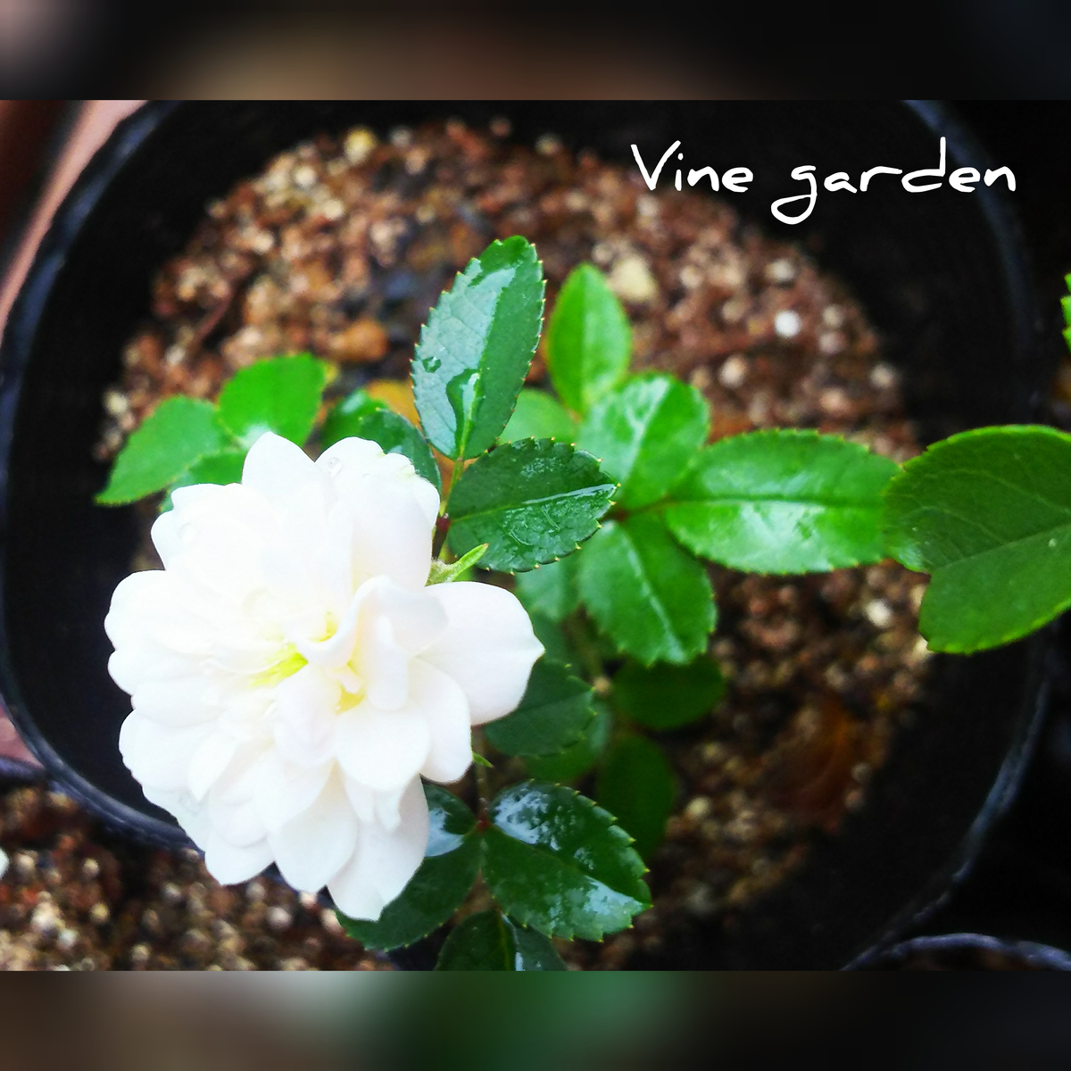 f:id:nagna:20201129224735j:plain