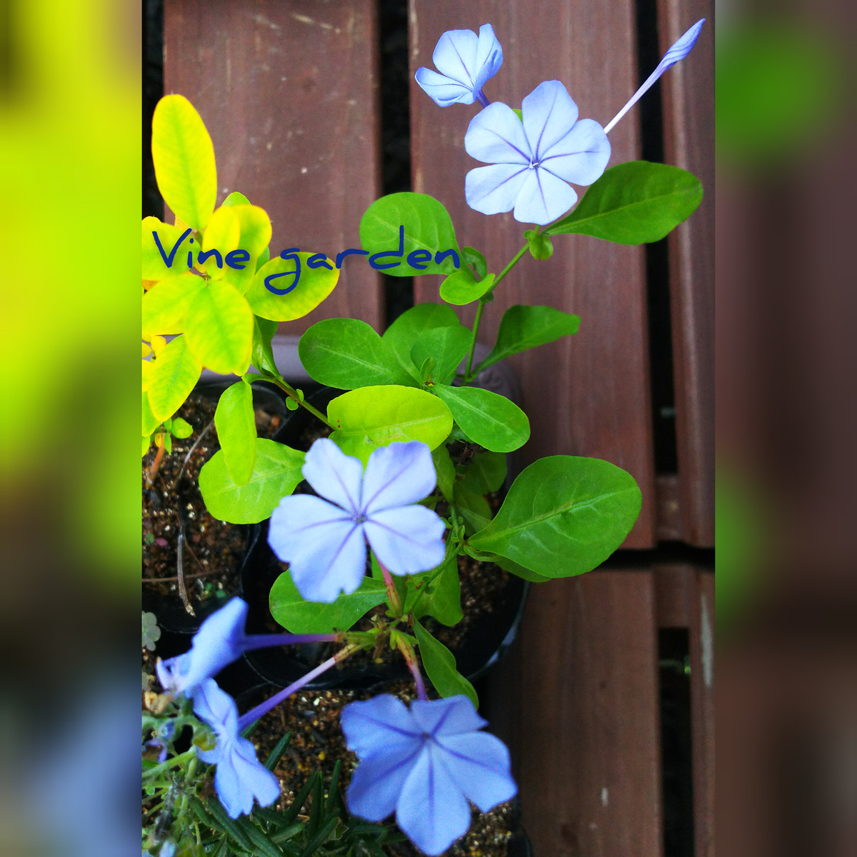 f:id:nagna:20201129224848j:plain