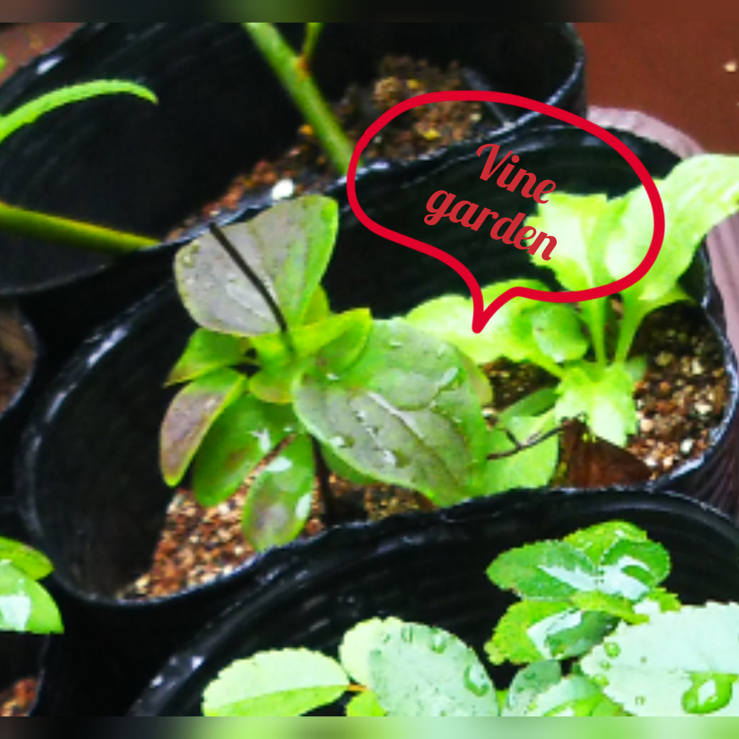 f:id:nagna:20201130001130j:plain