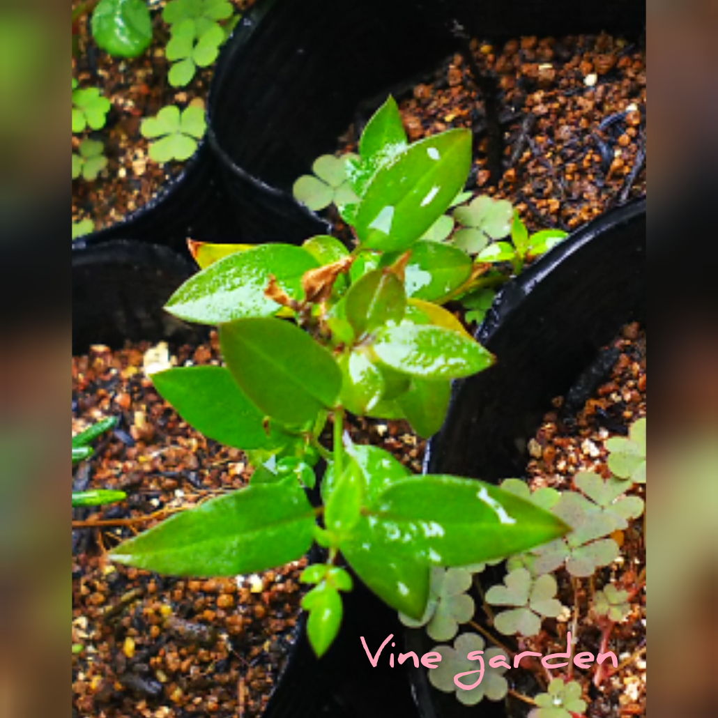 f:id:nagna:20201130001204j:plain