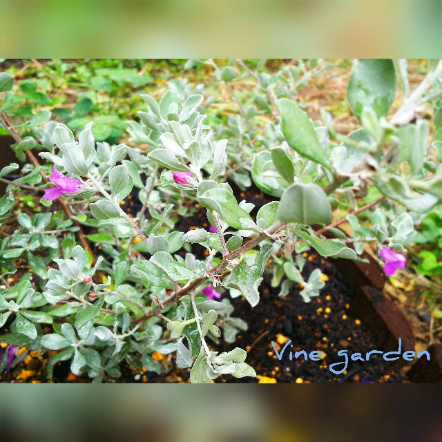 f:id:nagna:20201215220332j:image f:id:nagna:20201215220332j:image