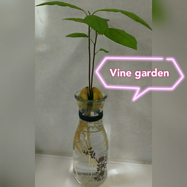 食べた実からの栽培 つる植物の園 Vine Garden