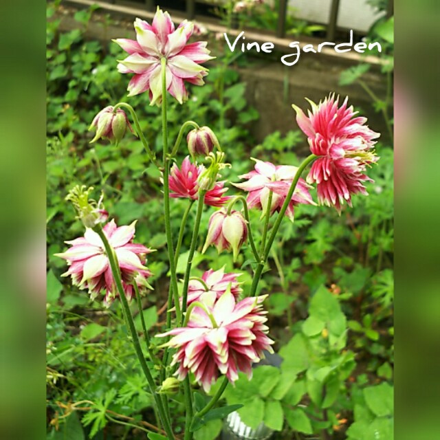 f:id:nagna:20201229000928j:image f:id:nagna:20201229000928j:image