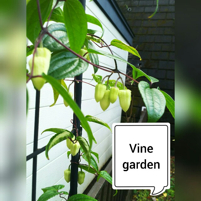 f:id:nagna:20201230140756j:image