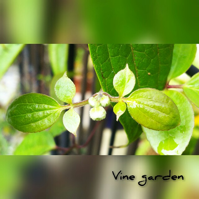 f:id:nagna:20201230144906j:image