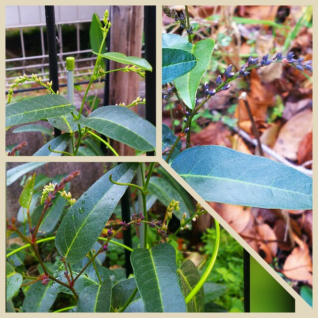 f:id:nagna:20210102172419j:image