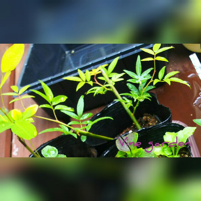 f:id:nagna:20210112230806j:image f:id:nagna:20210112230806j:image