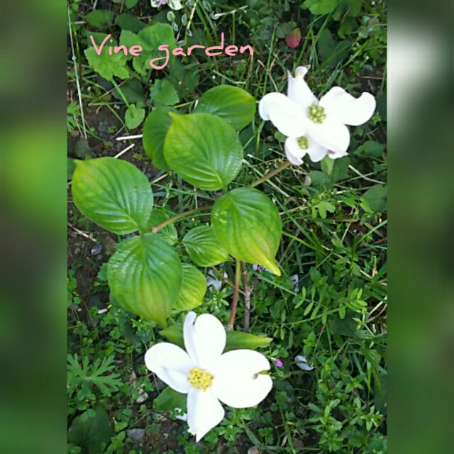 シンボルツリー ハナミズキ つる植物の園 Vine Garden